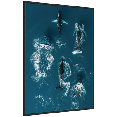 Framed canvas artwork depicting a school of humpback whales swimming in blue ocean by Michael Schauer