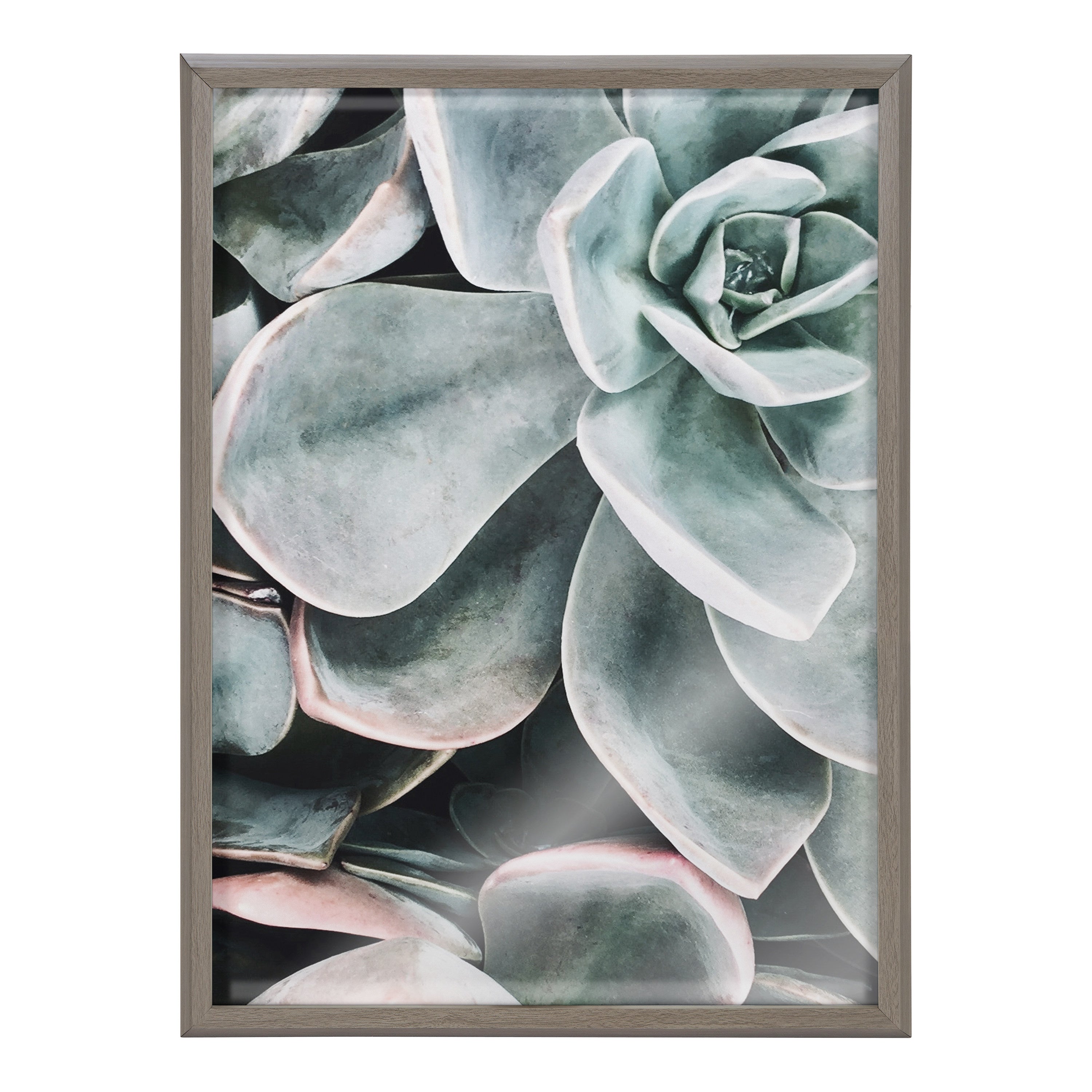 Blake Botanical Succulent Plants 2 Framed Printed Glass by The Creative by kateandlaurel - product image 2 for Resin Society