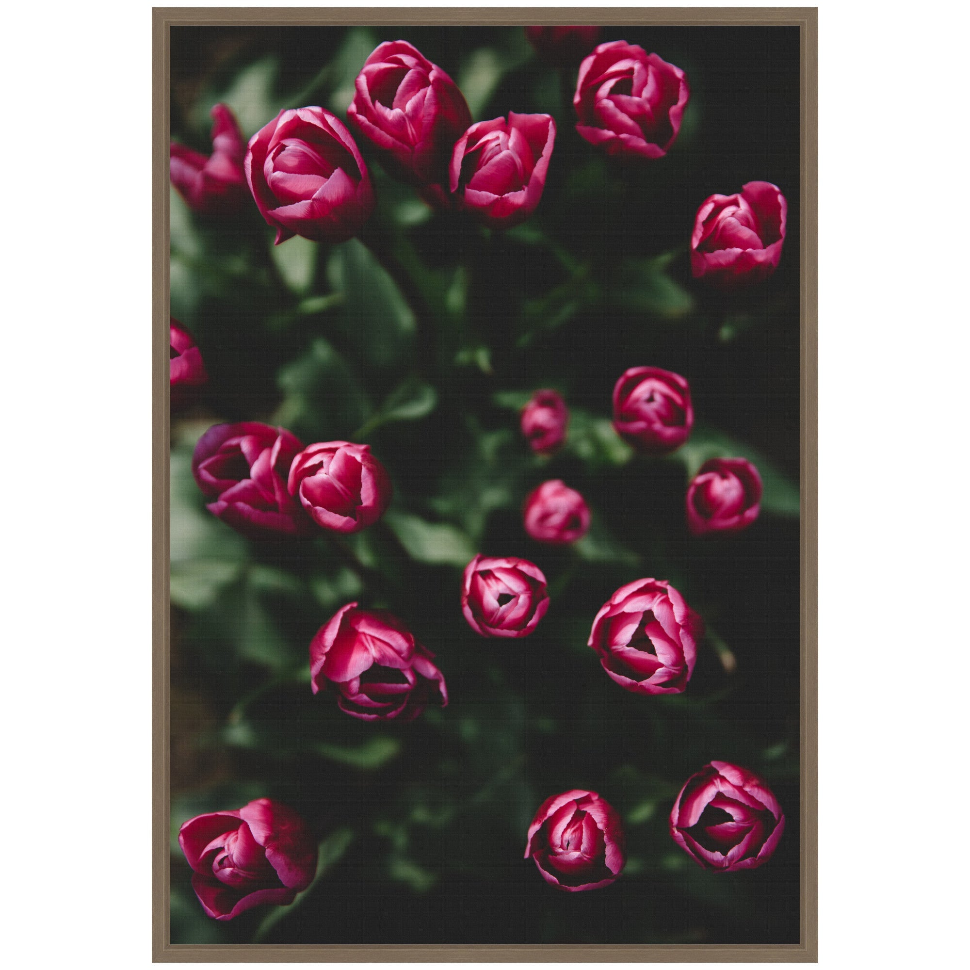 Sylvie Moody Dark Pink Tulips in Bloom Framed Canvas by Patricia Hasz