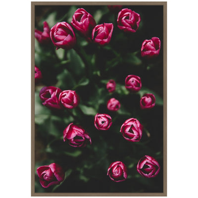 Sylvie Moody Dark Pink Tulips in Bloom Framed Canvas by Patricia Hasz