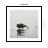 Black and white photo of a humpback whale breaching the water's surface, framed with a white mat and black square frame measuring 25 inches.