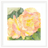 Watercolor painting of a large abstract begonia flower in soft orange and pink hues, surrounded by textured green leaves, signed by Patricia Shaw.
