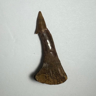 Onchopristis Barb/Tooth (MD) Fossil from Morocco