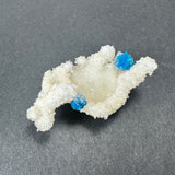 White stilbite cluster with two vibrant blue cavansite spheres perched on its textured branches against a dark gray background.
