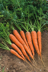 Danvers Carrot Seeds detail image - Resin Society