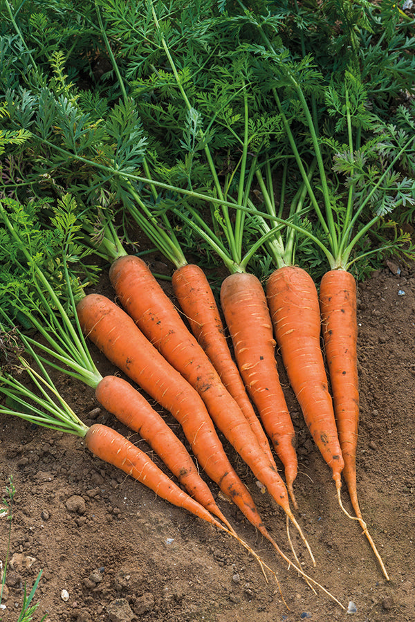 Danvers Carrot Seeds detail image - Resin Society