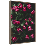 Close-up of dark pink tulip buds against deep green foliage with a blurred background, framed in a thin wooden frame.