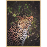 Close-up portrait of a leopard with detailed rosette spots, set against dark green rainforest foliage with sunlight filtering through.