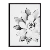 Black and white detailed close-up of a succulent plant with layered pointed leaves, framed in a simple black frame against a white background.