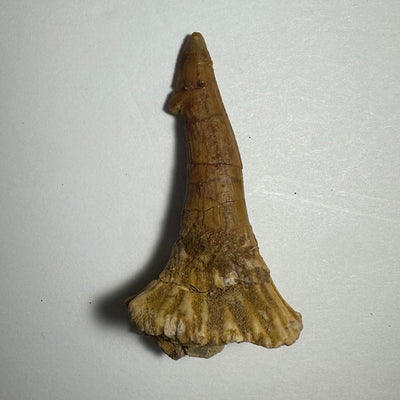 Onchopristis Barb/Tooth (MD) Fossil from Morocco