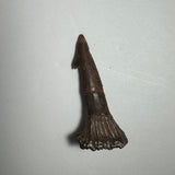 Dark brown fossilized Onchopristis barb with tapered, pointed tip and ridged base, displayed on a plain white background.