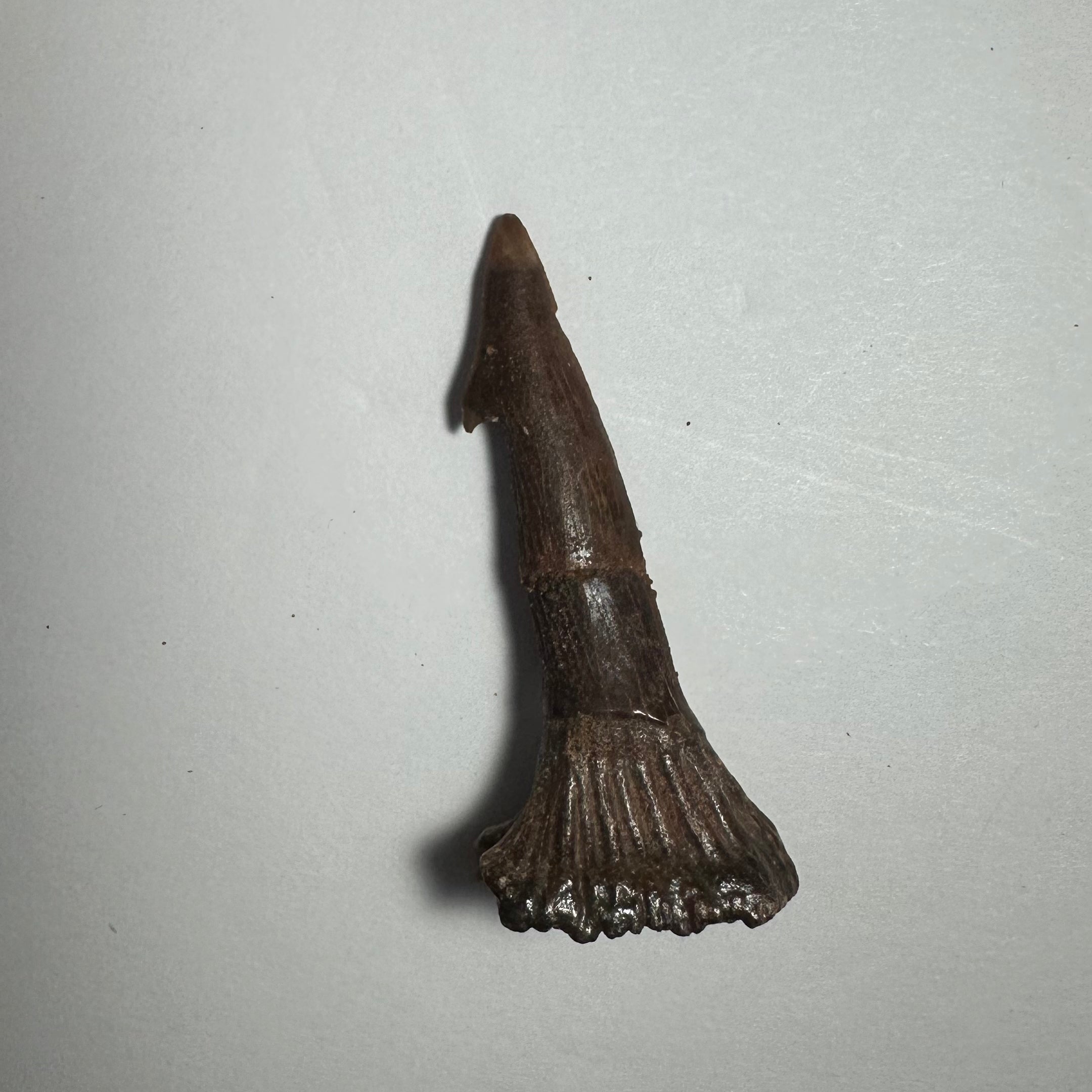 Onchopristis Barb/Tooth (MD) Fossil from Morocco