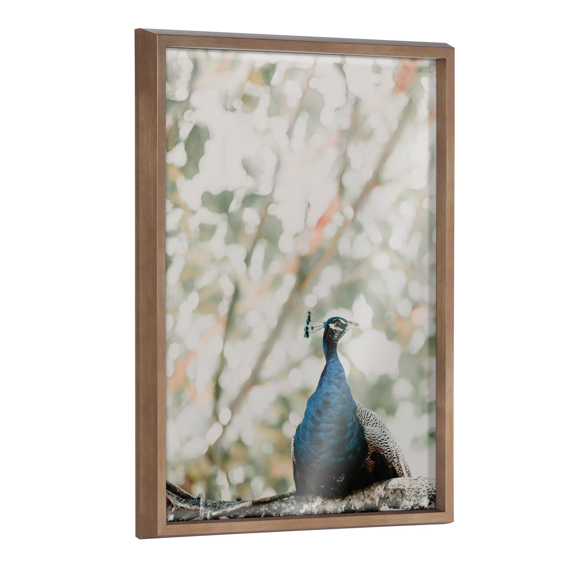Blake Peacock Framed Printed Glass by Alicia Abla by kateandlaurel - main product image for Resin Society