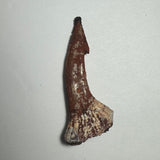 Curved, elongated Onchopristis barb fossil with reddish-brown and beige tones, showing a textured base and a tapered pointed tip, photographed on a white background.