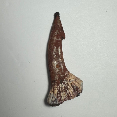 Onchopristis Barb/Tooth (MD) Fossil from Morocco