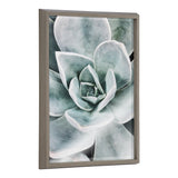 Blake Botanical Succulent Plants 3 Framed Printed Glass by The Creative by kateandlaurel - main product image for Resin Society
