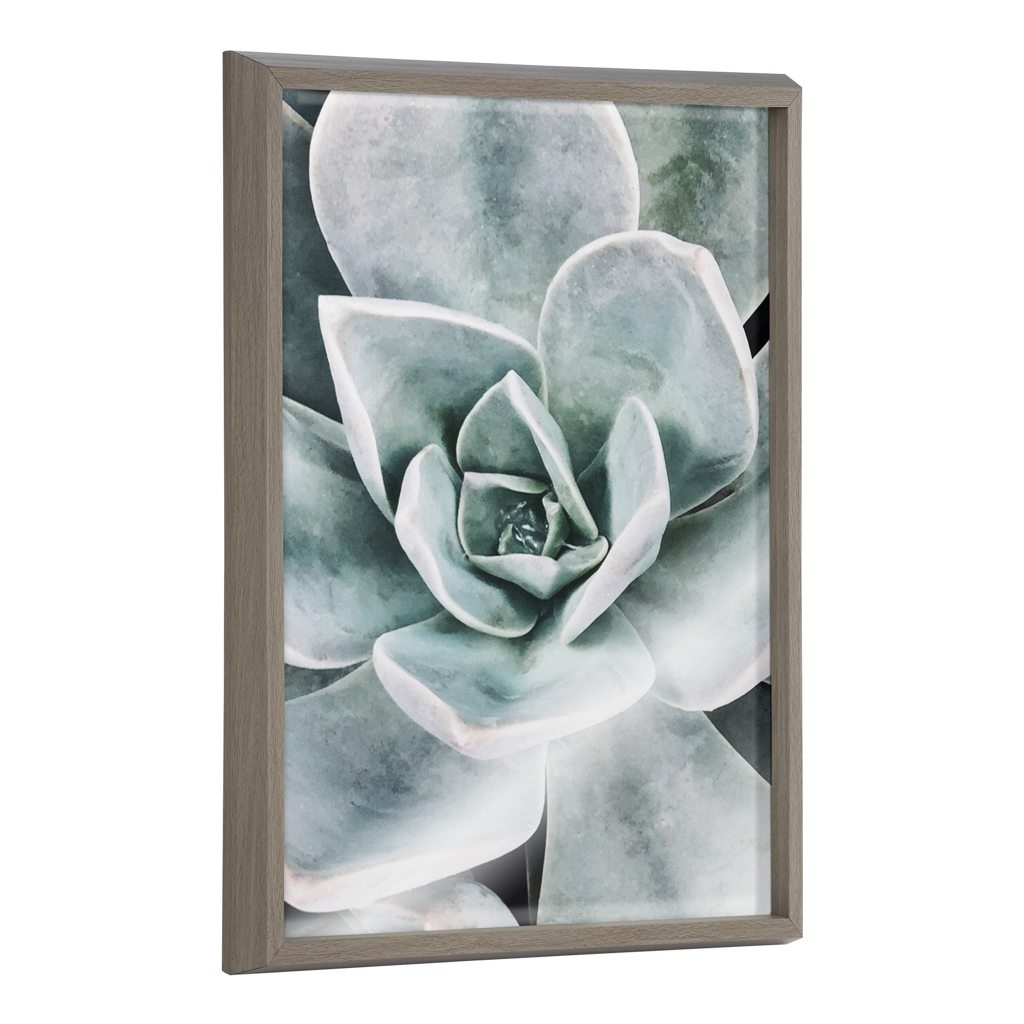 Blake Botanical Succulent Plants 3 Framed Printed Glass by The Creative by kateandlaurel - main product image for Resin Society
