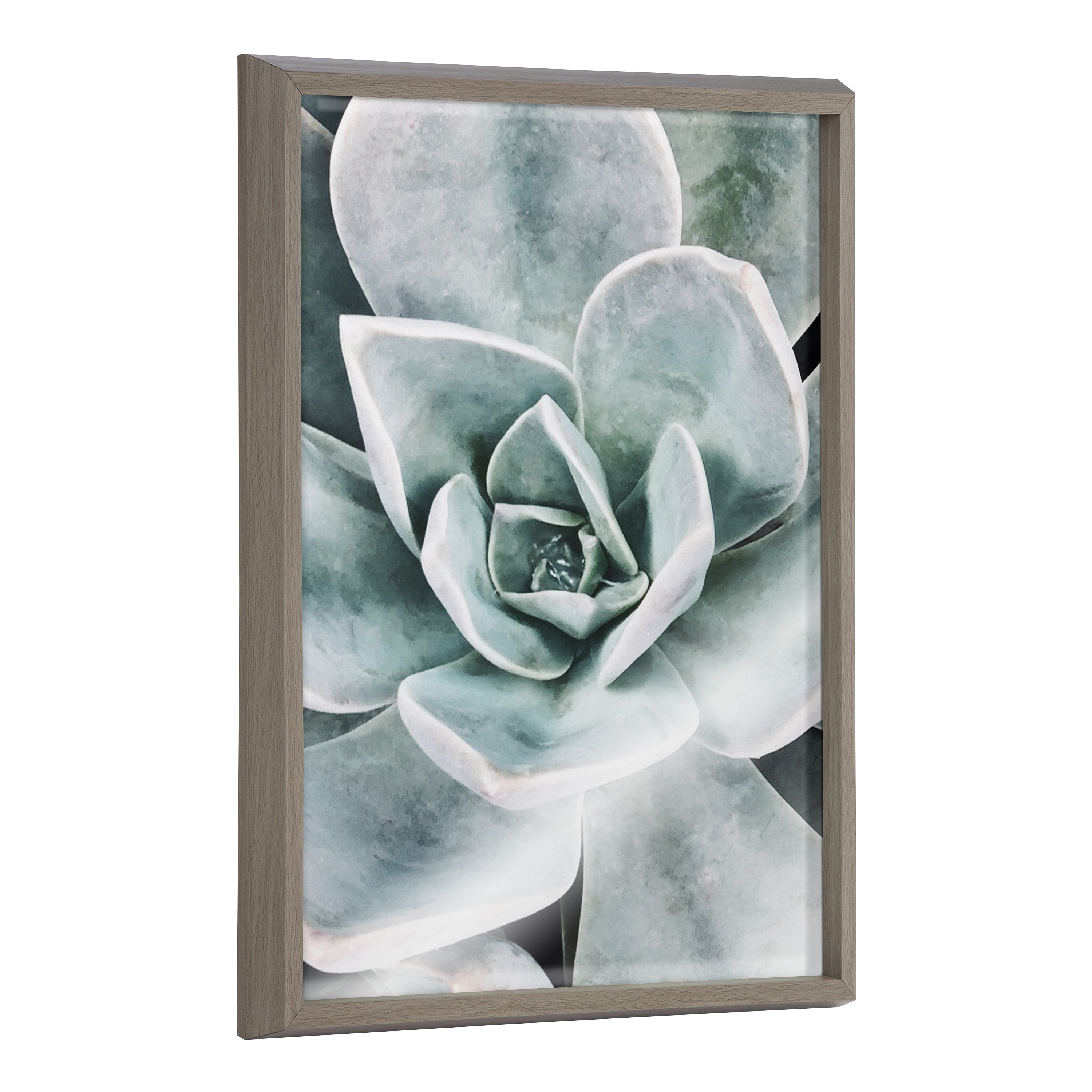 Blake Botanical Succulent Plants 3 Framed Printed Glass by The Creative by kateandlaurel - main product image for Resin Society