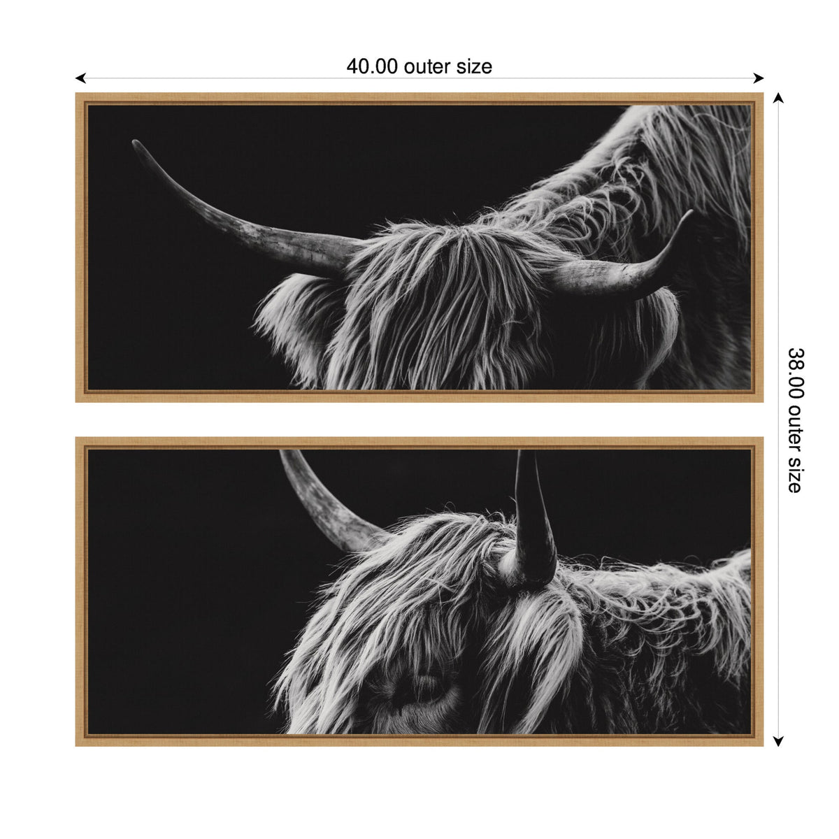 Two framed black and white canvases showing close-ups of a Highland cow's head with long curved horns and shaggy hair against a dark background.