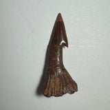 Dark brown fossilized tooth with a pointed tip and a flared, ridged base, set against a plain light gray background.