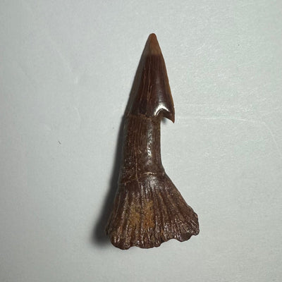 Onchopristis Barb/Tooth (MD) Fossil from Morocco