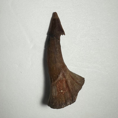 Onchopristis Barb/Tooth (MD) Fossil from Morocco