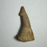 Brownish fossilized Onchopristis barb tooth showing a conical upper portion with fine vertical striations and a wider rough-textured base, displayed on a plain white background.