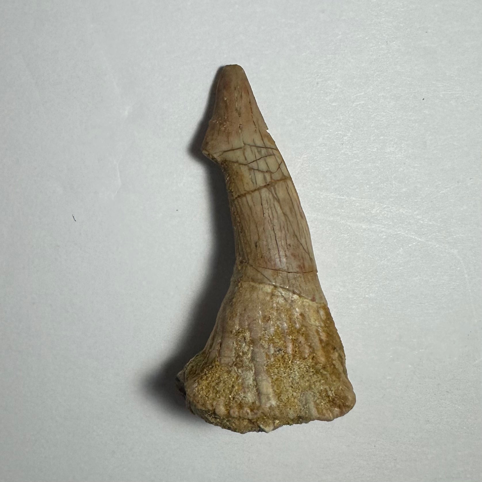 Onchopristis Barb/Tooth (MD) Fossil from Morocco