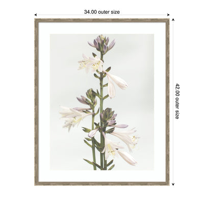 Framed Art Hosta by Alicia Abla