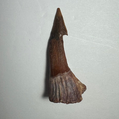 Onchopristis Barb/Tooth (MD) Fossil from Morocco