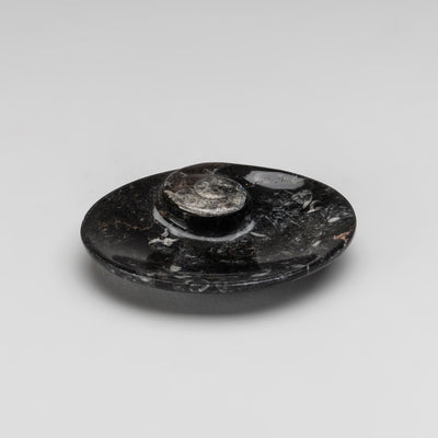 Polished oval plate featuring Ammonite and Orthoceras fossils with natural fossil patterns and polished surface