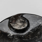 Polished Ammonite and Orthoceras Fossil Oval Plate