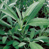 Close-up of broadleaf sage plant with textured green leaves growing densely, showing varied leaf sizes and pointed tips among surrounding foliage.