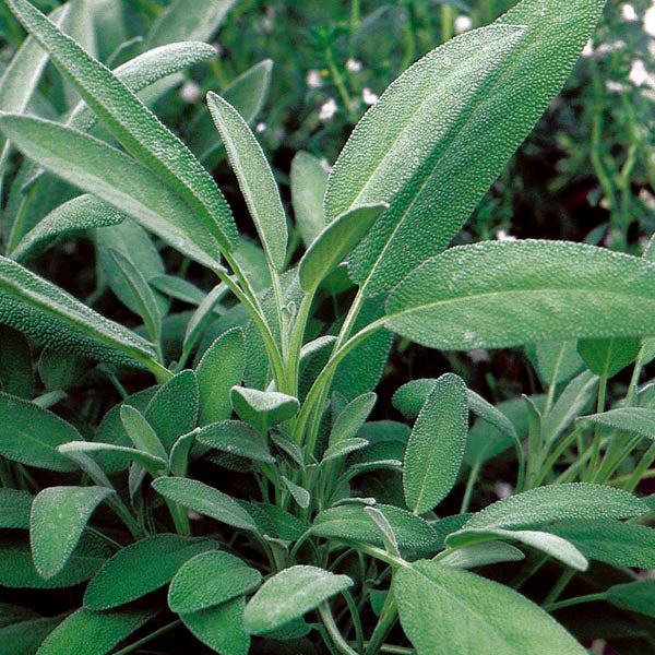 Close-up of broadleaf sage plant with textured green leaves growing densely, showing varied leaf sizes and pointed tips among surrounding foliage.