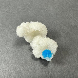 White stilbite crystal cluster with a single bright blue cavansite ball nestled inside, resting on a dark gray textured surface.