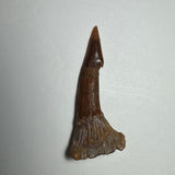 Brown fossilized Onchopristis barb or tooth with a pointed tip and textured base on a white background, showing natural ridges and slight color variations.