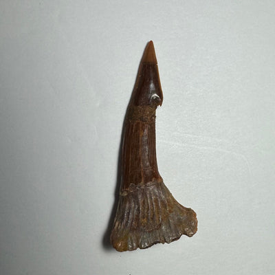 Onchopristis Barb/Tooth (MD) Fossil from Morocco