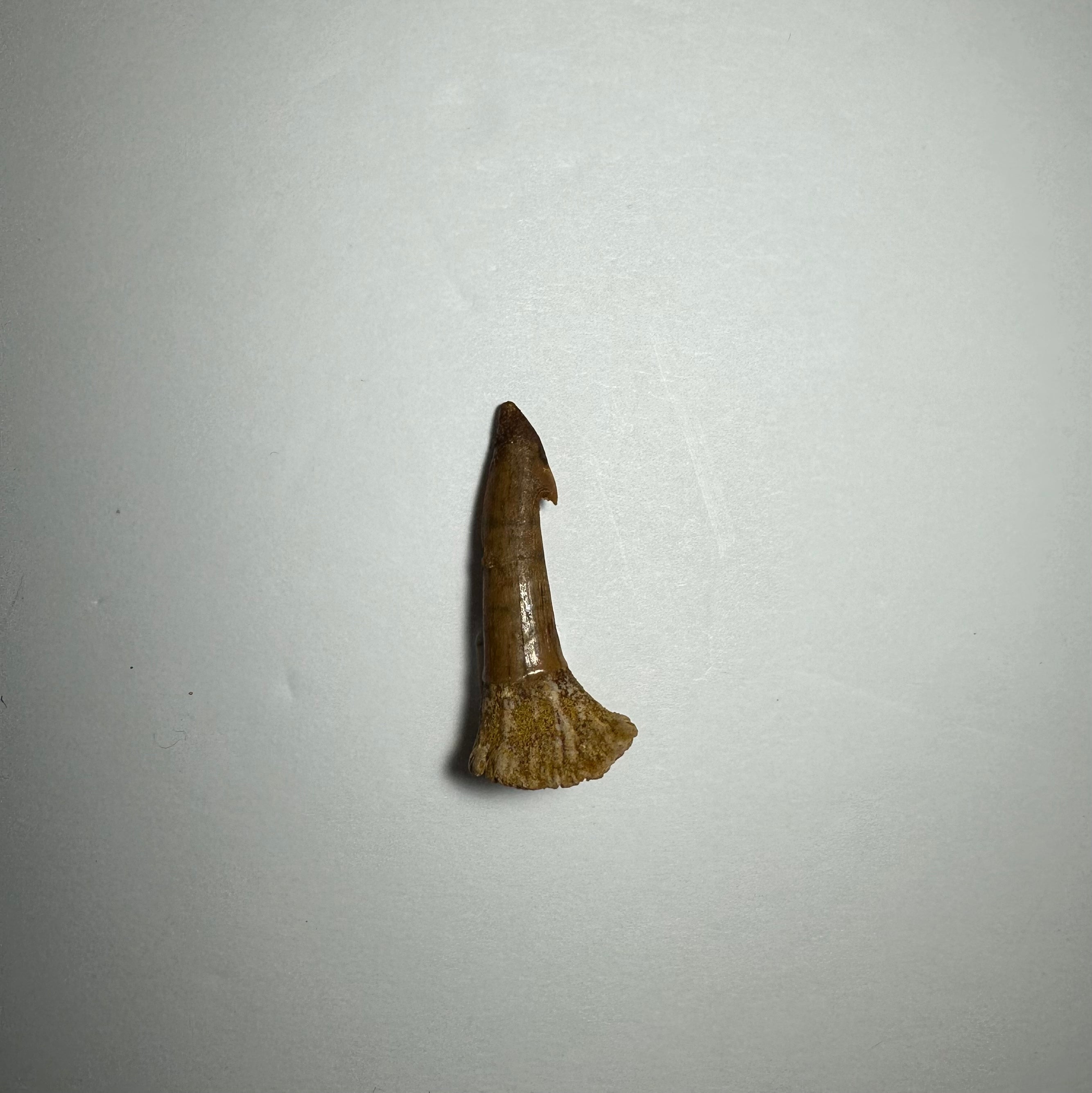 Onchopristis Barb/Tooth (SM) from Morocco