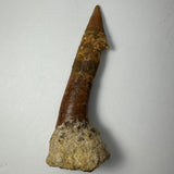 Elongated fossilized Onchopristis barb or tooth with a textured brown pointed tip and rough, beige base against a plain white background.