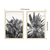 Two framed black-and-white prints of palm tree fronds with light wood frames, arranged side by side measuring 37 by 26 inches total.