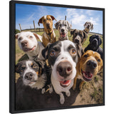 Close-up fisheye perspective of eight diverse dogs with various coat colors and patterns gathered outdoors on a sunny day, looking curiously at the camera.