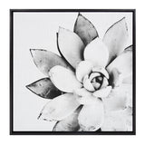 Black and white close-up of a succulent plant with broad, textured leaves arranged in a rosette pattern, framed with a thin black border.