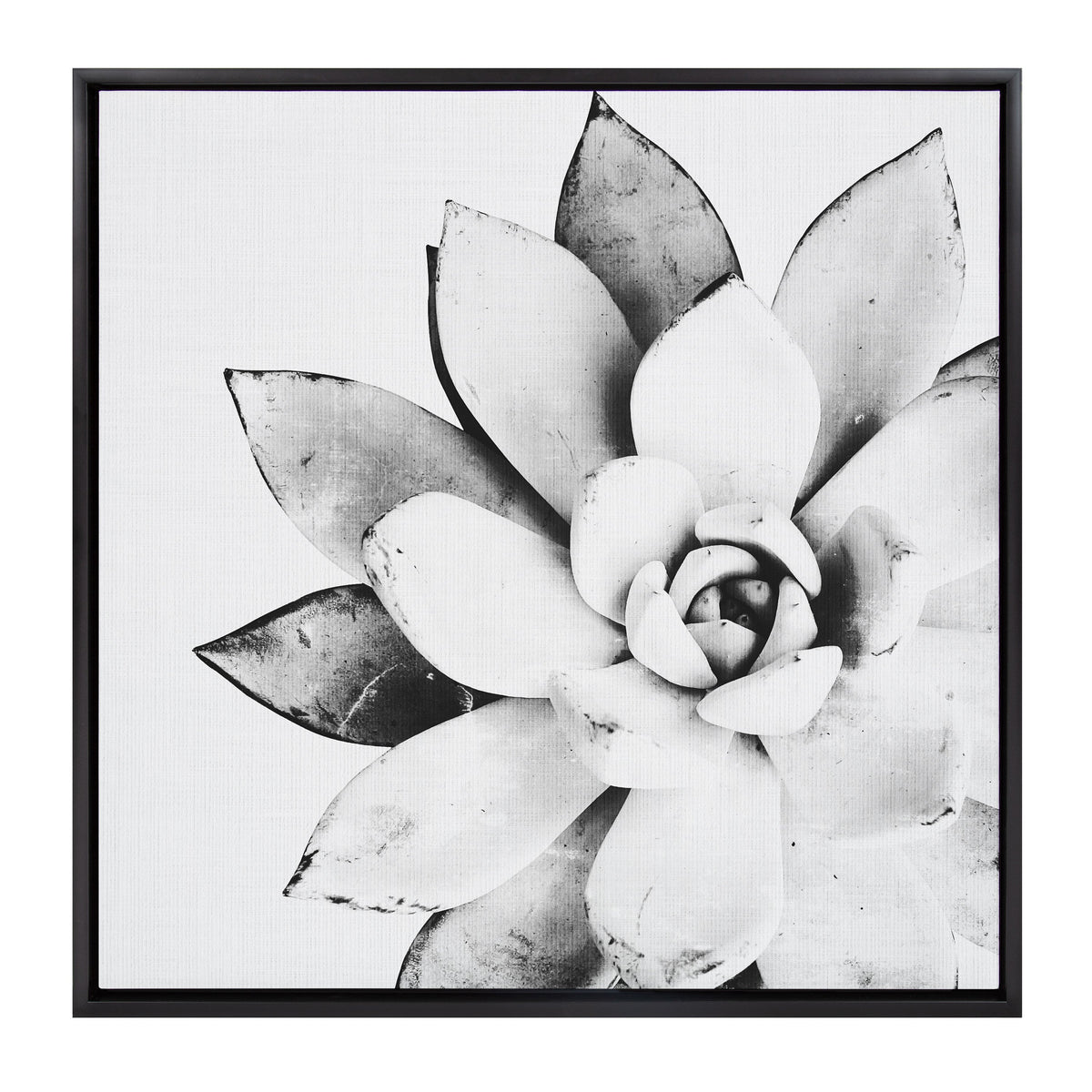 Black and white close-up of a succulent plant with broad, textured leaves arranged in a rosette pattern, framed with a thin black border.
