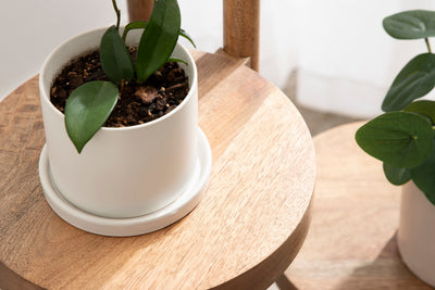 Fitley Wooden Plant Stand by kateandlaurel - product image 9 for Resin Society