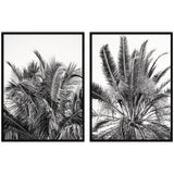 Palm No.
13 & 15 two piece framed wall art set by Alicia Bock showing botanical palm imagery in wooden frames