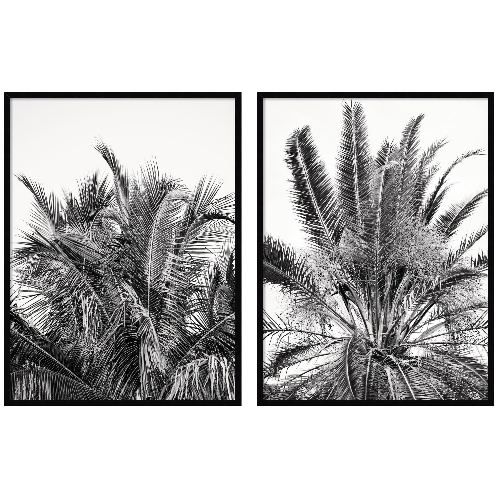 Palm No.
13 & 15 two piece framed wall art set by Alicia Bock showing botanical palm imagery in wooden frames