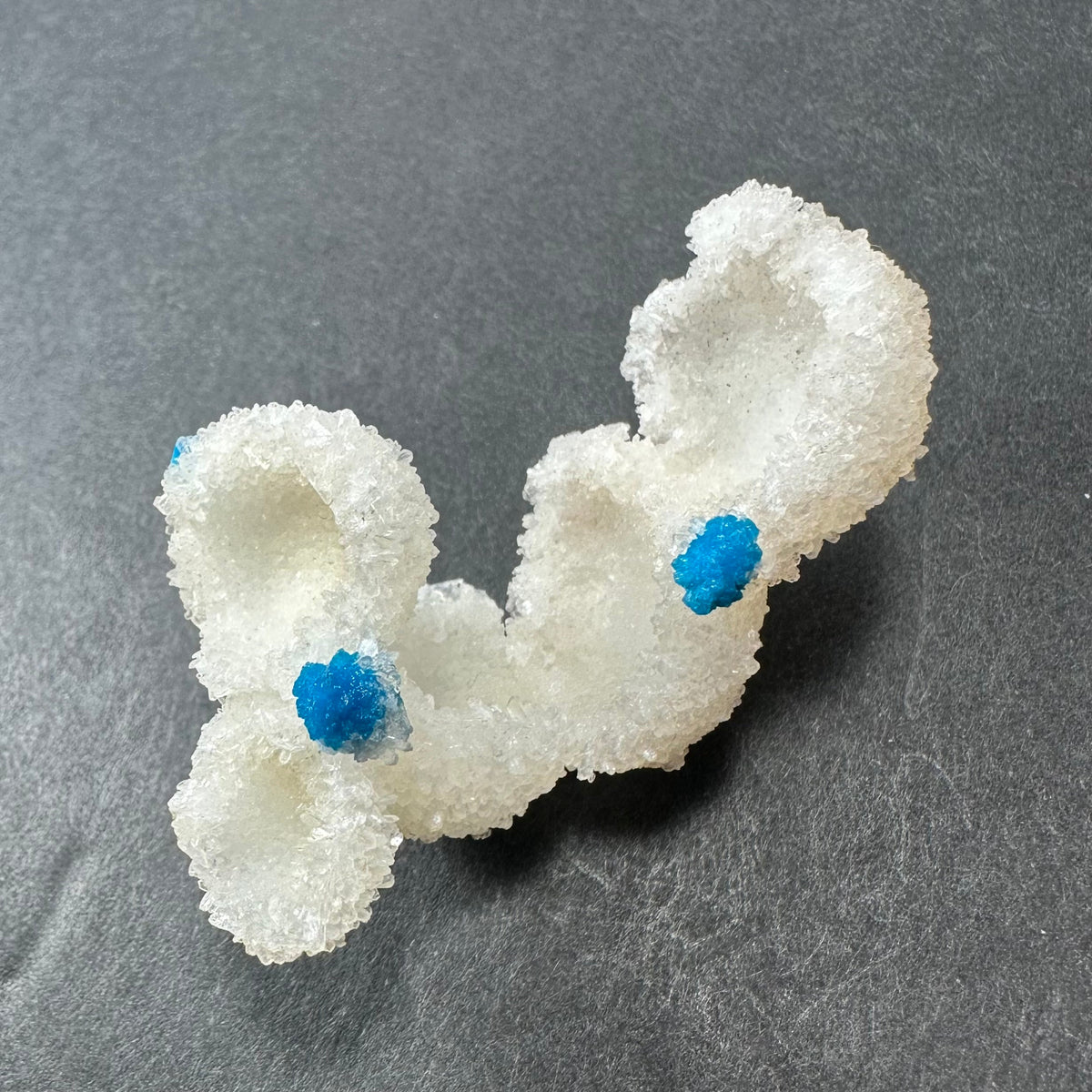 White Stilbite crystal clusters with two vivid blue Cavansite balls embedded on a dark gray surface, showcasing contrast in texture and color.