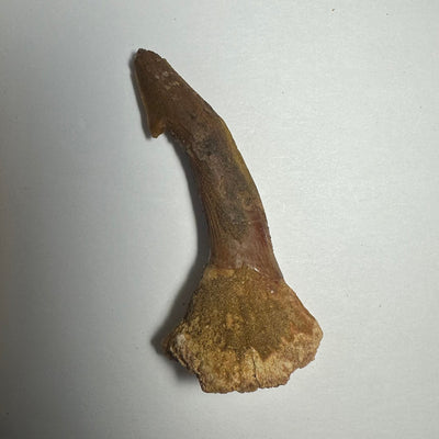Onchopristis Barb/Tooth (MD) Fossil from Morocco
