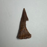Brown Onchopristis fossil tooth with a pointed tip and textured base displayed on a light gray background.
