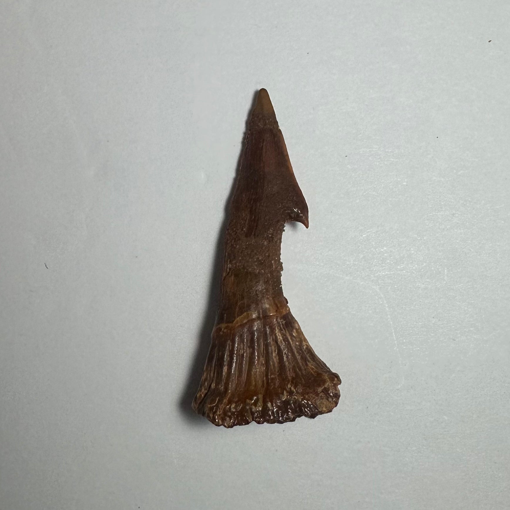 Onchopristis Barb/Tooth (MD) Fossil from Morocco